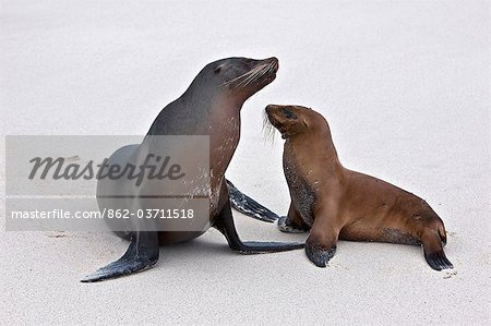 Galapagos Islands, Galapagos sea lions on the sandy beach of Espanola island.