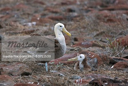 Galapagos Islands, A waved albatross and chick at Punta Suarez. Galapagos Islands, A waved albatross and chick at Punta Suarez.