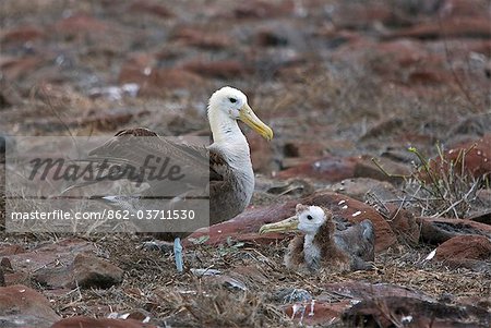 Galapagos-Inseln, A winkte Albatros und Küken Punta Suarez.