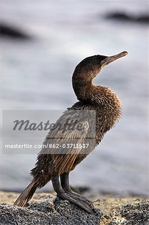 Îles Galápagos, un cormoran aptère sur l'île de Fernandina.