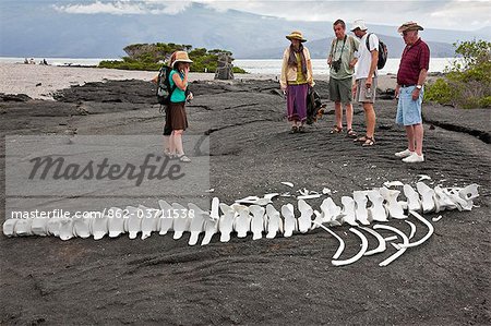 Galapagos Islands, Visitors looking at a whale skeleton on Fernandina Island.