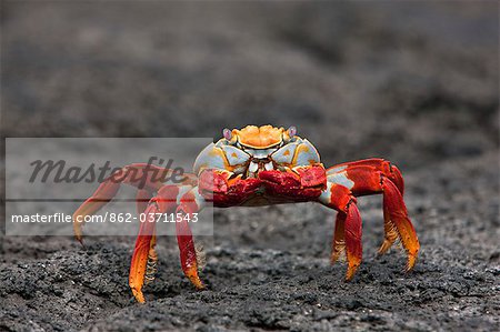Crabe des îles Galapagos, le brillant Sally lightfoot crabe ou la lave rouge - sur l'île de Fernandina.