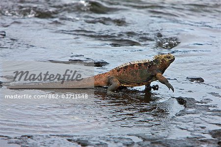 Îles Galápagos, un iguane marin, laissant le rivage se nourrissent d'algues et les algues autour de midi.