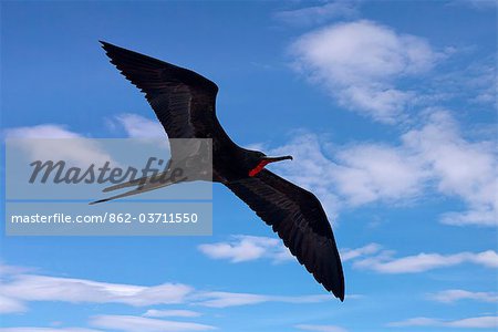 Galapagos Islands, A magnificent frigatebird in flight off Bartolome Island. Galapagos Islands, A magnificent frigatebird in flight off Bartolome Island.