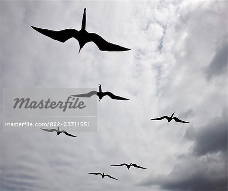 Galapagos Islands, Frigatebirds in flight off Bartolome Island.