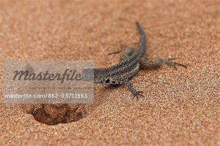 Galapagos Islands, A lava lizard on Bartolome Island.