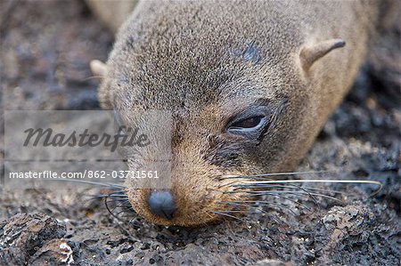 Galapagos Islands, A Galapagos fur seal resting on lava rock on Santiago Island.