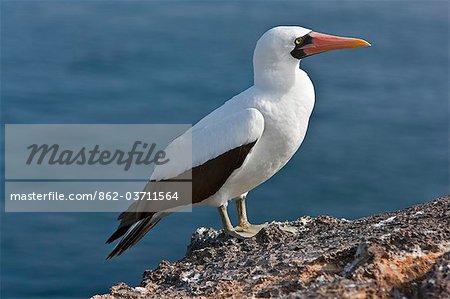 Galapagos Islands, A Nazca booby on the lava cliffs of Genovese Island. Galapagos Islands, A Nazca booby on the lava cliffs of Genovese Island.