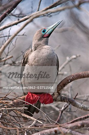 Galapagos-Inseln, Rotfußtölpel auf Genovese-Insel, die die größte Kolonie dieser Tölpel der Welt beherbergt.