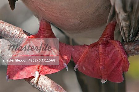 Galapagos Islands, A bright red feet of a red-footed booby on Genovese Island. Galapagos Islands, A bright red feet of a red-footed booby on Genovese Island.
