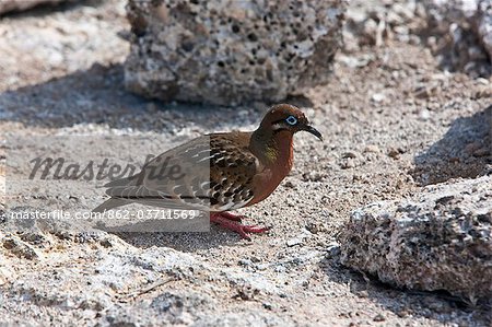 Galapagos Islands, A Galapagos dove with beautiful markings on Genovese Island.