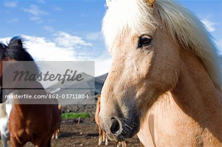 Island, Porsmork. Iceland-Ponys haben in Island gelebt, da Mitte der 800 AD It gedacht ist, dass die Pferde die Wikinger brachten eine breite Variation von Aussehen und vielen Farben hatte, und als solche gibt es heute eine große Variation in der Islandpferde farbig. Das Pferd ist sehr wichtig als Mittel zur Verkehrs- und ein Tier der Arbeit in der isländischen Geschichte gewesen.