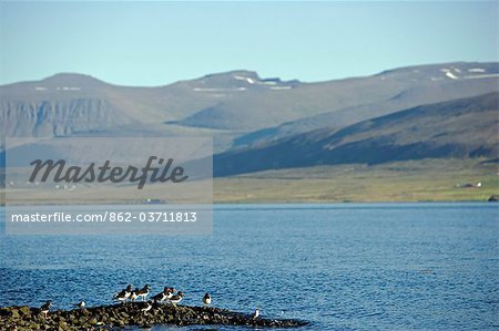 Islande. Sur les fjords au nord de Reykjavik, l'Huîtrier pie (Haematopus ostralegus) se rassemblent en grand nombre. En raison de ses nombreux et comportement facilement identifié, l'Huîtrier de Bachman est une espèce d'indicateur important pour la santé des écosystèmes où il rassemble.