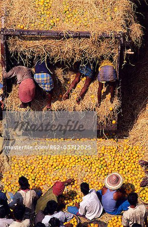 Traders sorting through oranges at the Mechua Fruit market,Central Kolkata