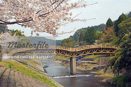 Pont en arc des cerisiers au printemps près de la rivière en bois