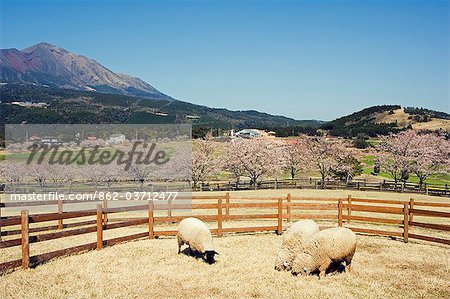 Parc National de Kirishima moutons sur la ferme, ferme de Takachiho