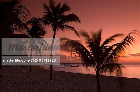 Playa del Carmen, Mexique. Arbres de palmiers silhouetté sur le coucher de soleil sur la plage de Playa del Carmen Mexique