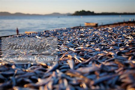 Malawi, Monkey Bay. Drying fish on the shores of Lake Malawi.