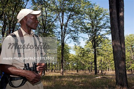 Malawi, haute vallée de Shire, Parc National de Liwonde. Un guide de safari interprète l'écosystème Mopane qui longeaient la rivière Shire