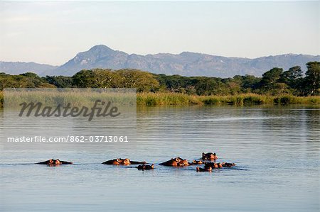 Malawi, Upper Shire Valley, Liwonde National Park.  A family school of hippos in the peaceful Shire River.