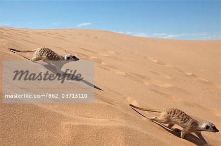 Afrika, Namibia, Skelettküste. zwei Erdmännchen (Suricata Suricatta) wühlen in den Sand der Küste Dünengürtel