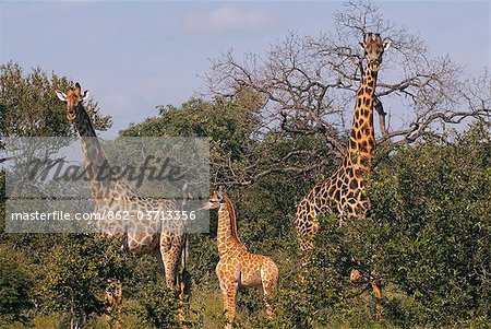 Famille de girafe, Province de Limpopo, Afrique du Sud Famille de girafe, Province de Limpopo, Afrique du Sud