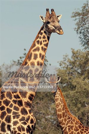 Famille de girafe, Province de Limpopo, Afrique du Sud