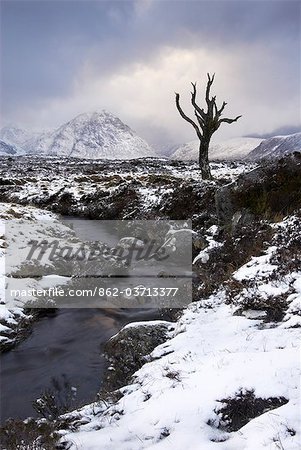 Einsamer Baum in Rannoch Moor, Glencoe, Schottland, UK