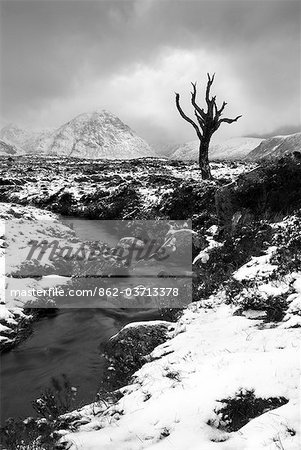 Einsamer Baum in Rannoch Moor, Schottland, UK