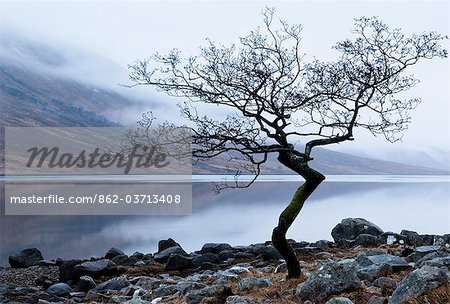 Arbre solitaire sur la rive du Loch Etive, Highlands, Écosse, Royaume-Uni