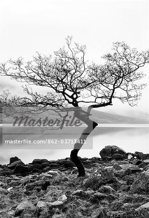 Einsamer Baum auf dem Ufer von Loch Etive, Highlands, Schottland, UK
