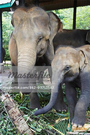 Elephants at Pinnewala Elephant Orphanage, Kegalle, Sri Lanka