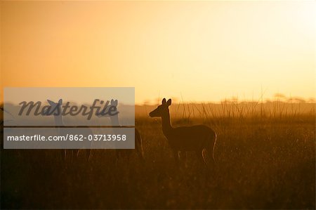 Tanzania, Serengeti. A small herd of impala alert in the early morning mist.