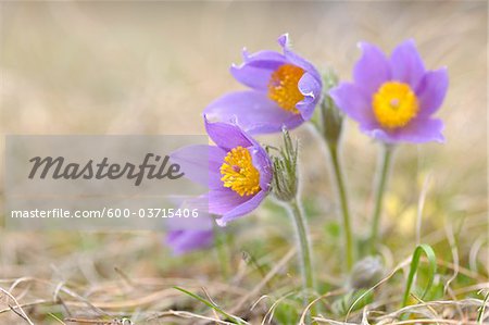 Pasque Flower, Wuerzburg, Franconia, Bavaria, Germany