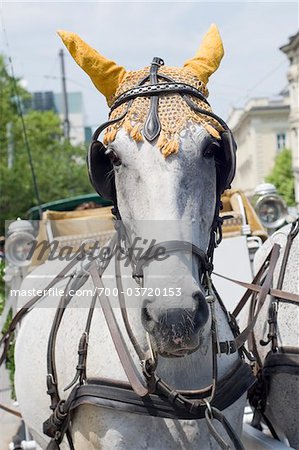 Close-Up of Horse Pulling Wagon