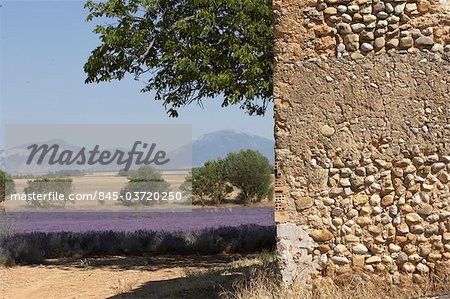 Lavendelfelder und rustikale Wand, Provence.