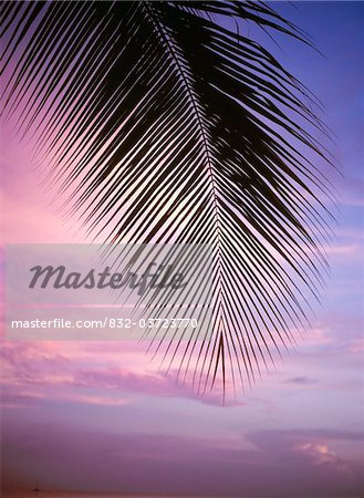 Palm Ast bei Sonnenuntergang, Nahaufnahme