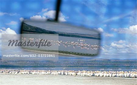 View of pelicans and flamingos in rearview mirror