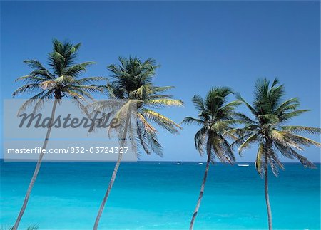 Palmen und Karibik
