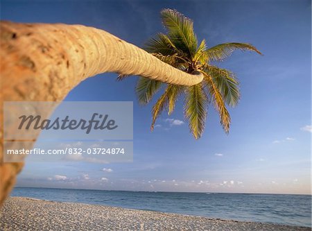 Curved palm tree above Bavaro Beach at dawn