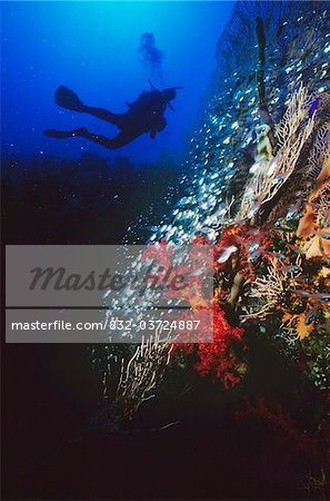 Silhouetted diver behind coral in Red Sea