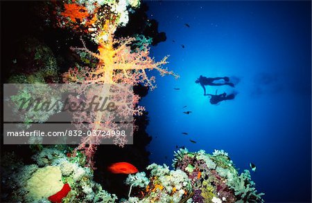 Divers holding hands  swimming behind pink soft coral