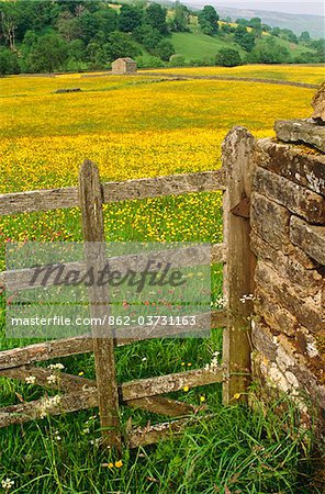 Floraison printemps pré, Swaledale, Yorkshire Dales National Park, en Angleterre