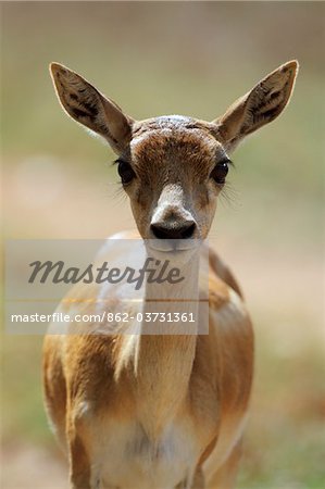 Indien, Madhya Pradesh, Satpura Nationalpark. Porträt eines jungen Hirschziegenantilopen.
