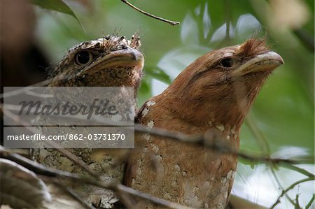 Inde, Inde du Sud, Kerala. Paire de frogmouths de Sri Lanka au cours de la journée de repos à Salim Ali Bird Sanctuary (gauche mâle, femelle à droite).