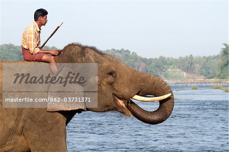 Inde, Inde du Sud, Kerala. Éléphant du sanctuaire des éléphants de Kodanad en prenant un verre dans la rivière de Periyar.