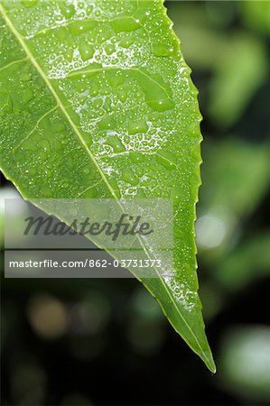 Inde, Inde du Sud, Kerala. Gros plan d'une feuille de thé dans une plantation près de Munnar.