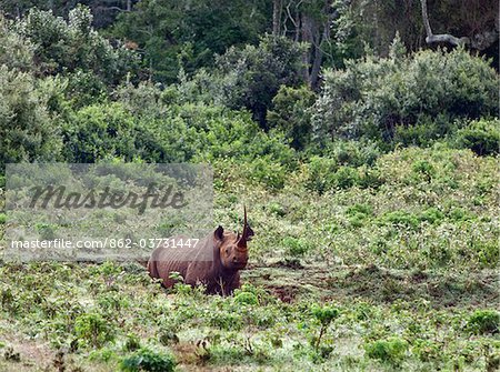 Kenya, un rhinocéros noir femelle avec une corne impressionnante à un saltlick dans le Parc National d'Aberdare. Kenya, un rhinocéros noir femelle avec une corne impressionnante à un saltlick dans le Parc National d'Aberdare.