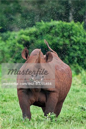 Kenia, eine weibliche Spitzmaul-Nashörner, umgeben von einem Schwarm von Fliegen im Aberdare Nationalpark.