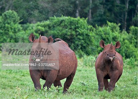 Kenya, A female black rhino and her well grown calf in the Aberdare National Park. Kenya, A female black rhino and her well grown calf in the Aberdare National Park.